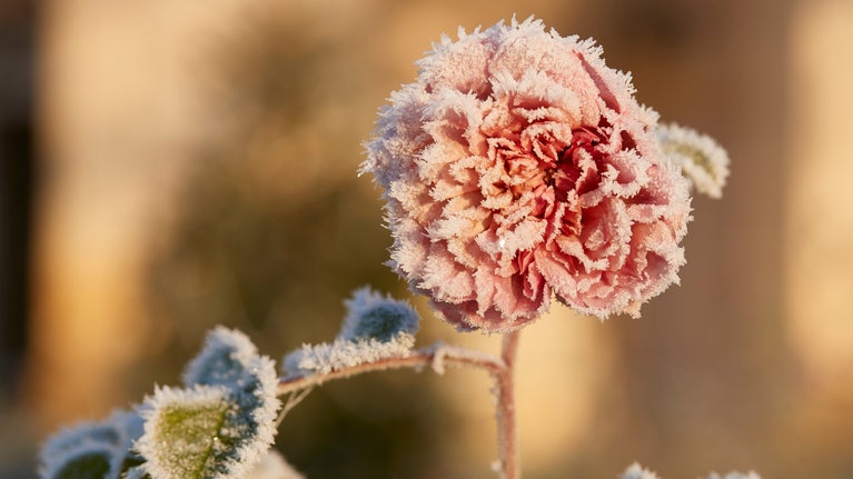 Frost covered rose in the Kitchen Garden at Nostell in Winter